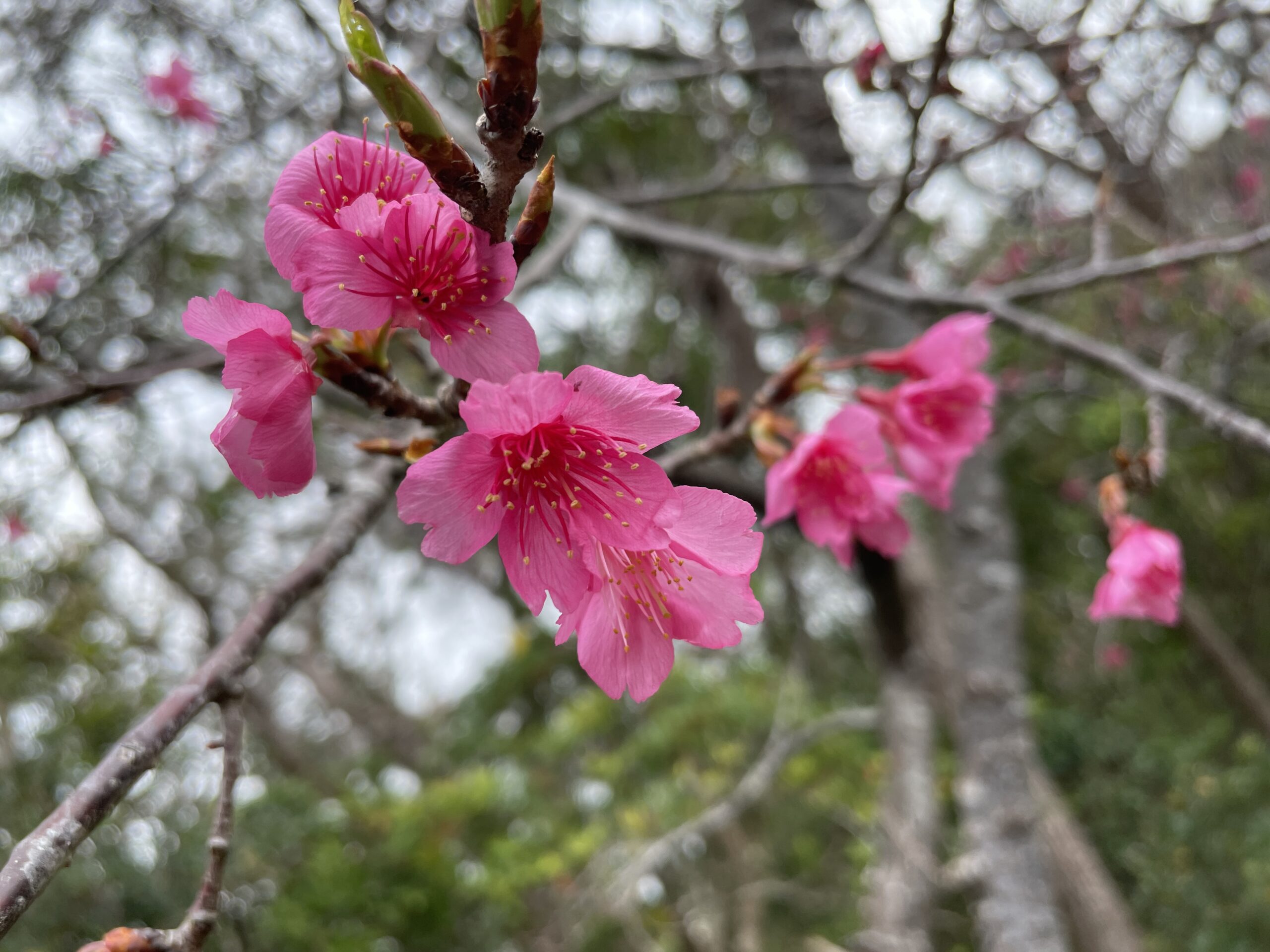 ペールグリーン地　ショッキングピンク　ポピー花　　塩瀬名古屋帯 発売開始】久米島桜ウォーキングイベント | 株式会社JAL JTAセールス